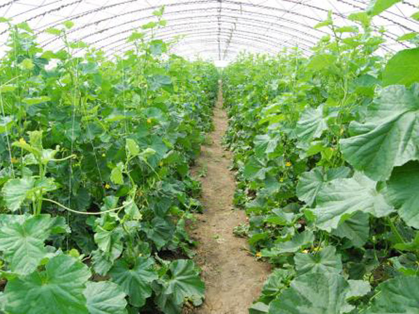 硫鎂氮肥客戶案例展示