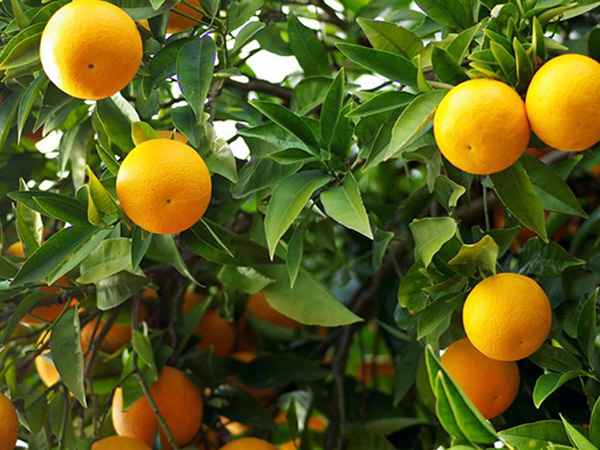 摻混肥料客戶案例展示